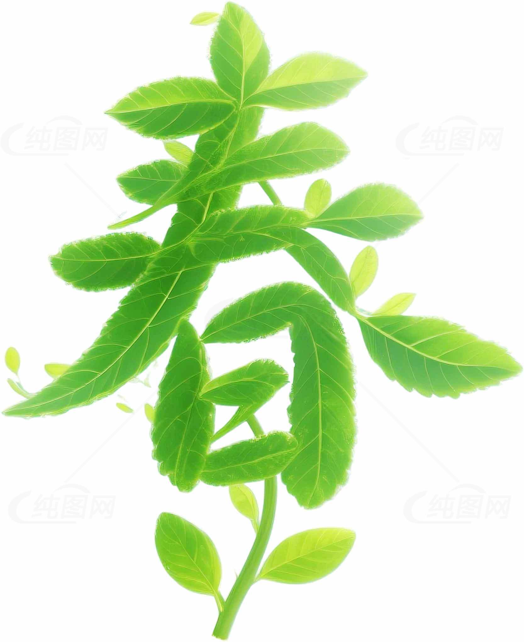 春天绿色清新叶子素材